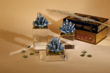 Load image into Gallery viewer, Iris Decor Bundle